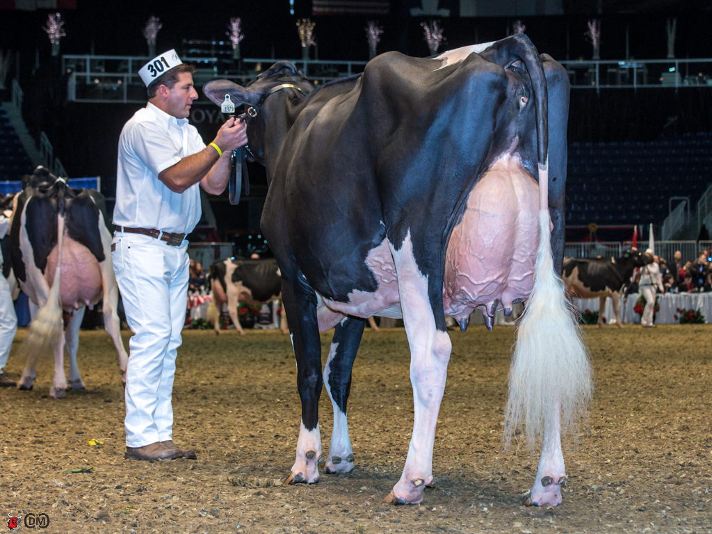 Valleyville Rae Lynn  2nd place Senior Three Year old and HM Intermediate Champion Quality Holsteins, Ponderosa, Al-Be-Ro Land and Cattle, ON 