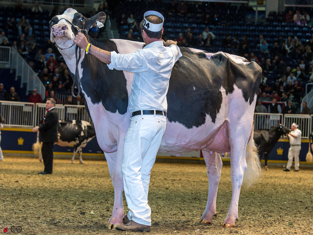 Aingers Advent Bambi 1st place Senior 3 year old Ferme Blondin, QC
