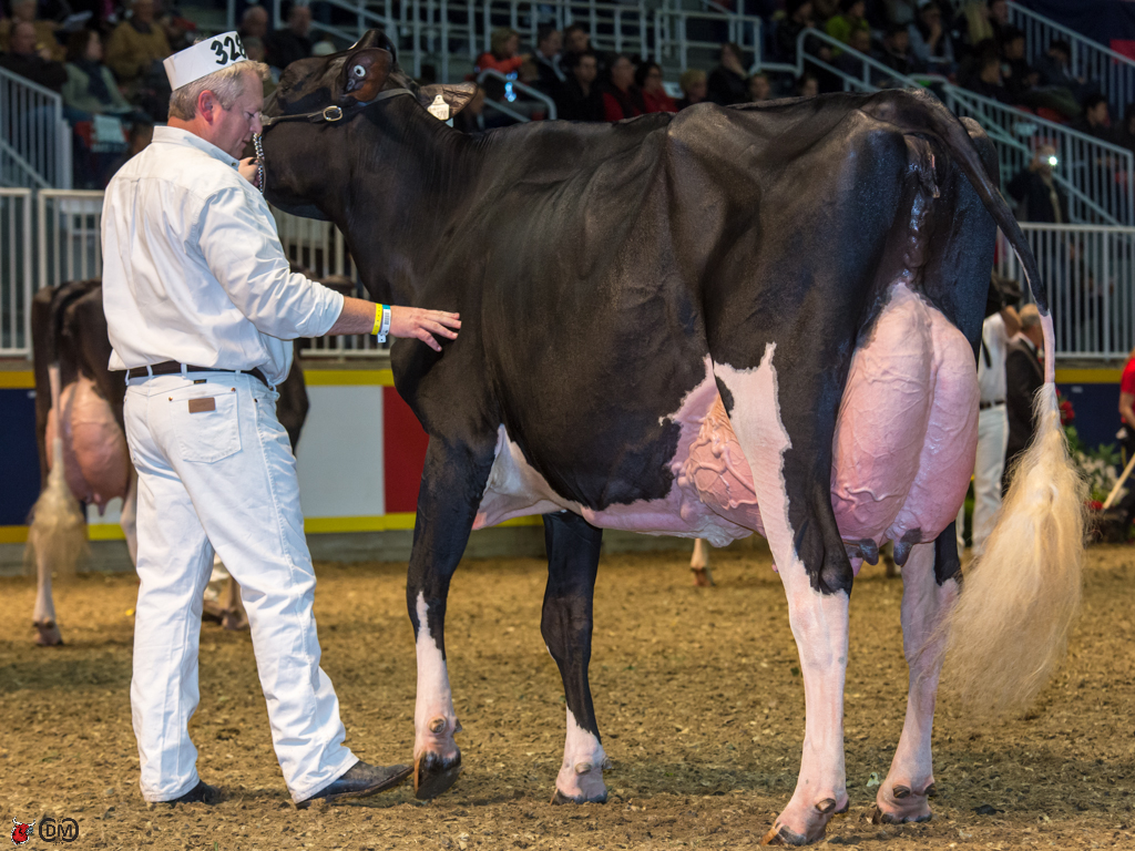Cookview Goldwyn Monique  2nd place 4 year old and Reserve Grand Champion Jeff Butler and Joe and Amber Price, IL 
