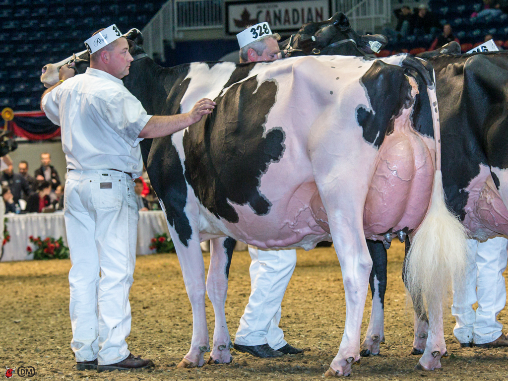 Robrook Goldwyn Cameron  1st place 4 year old and Grand Champion St Jacobs, Clark Woodmansee, Budjon Farms & Peter and Lyn Vale, WI 