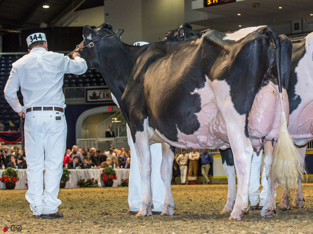 Bonaccueil Maya Goldwyn 2nd place Mature Cow Ty-D Holsteins, Ferme Jacobs, Drolet and A & R Boulet, QC