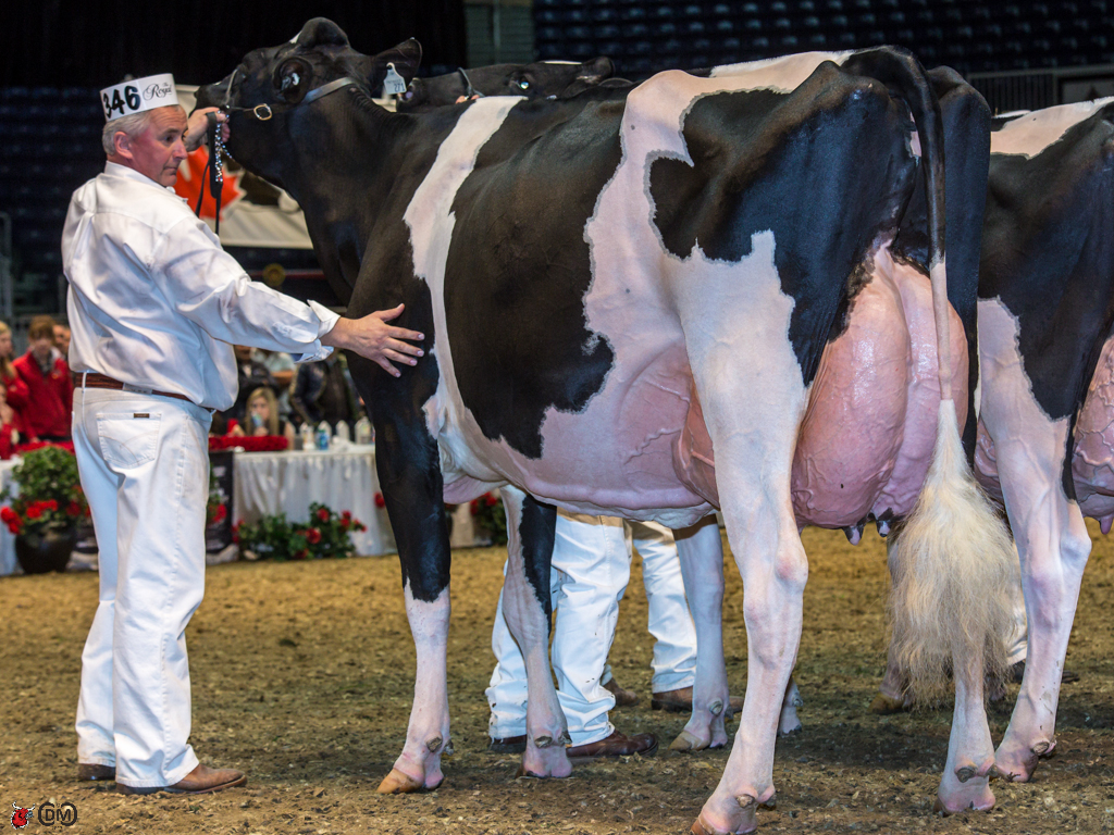 Calbrett Goldwyn Layla 1st place Mature Cow Comestar, Speranza Holsteins and Ponderosa, QC