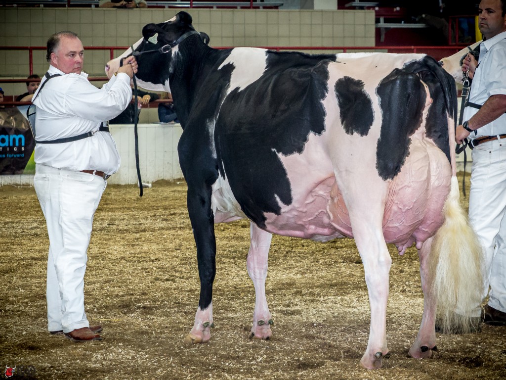 RF Goldwyn Hailey Swept grand champion honors at all 3 major spring shows and looked the best I have ever seen her at NY Spring.