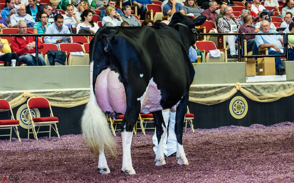 BVK Atwood Andrea 3rd Junior 3 yr old World Dairy Expo 2013