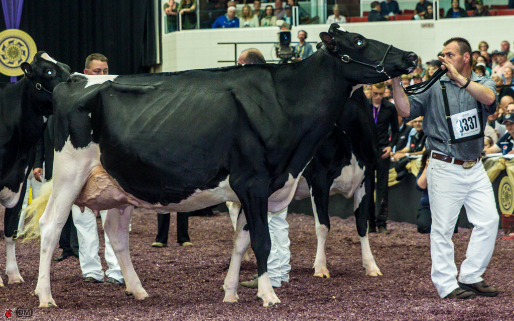 BVK Goldwyn Amenda Reserve Intermediate Champion World Dairy Expo 2013