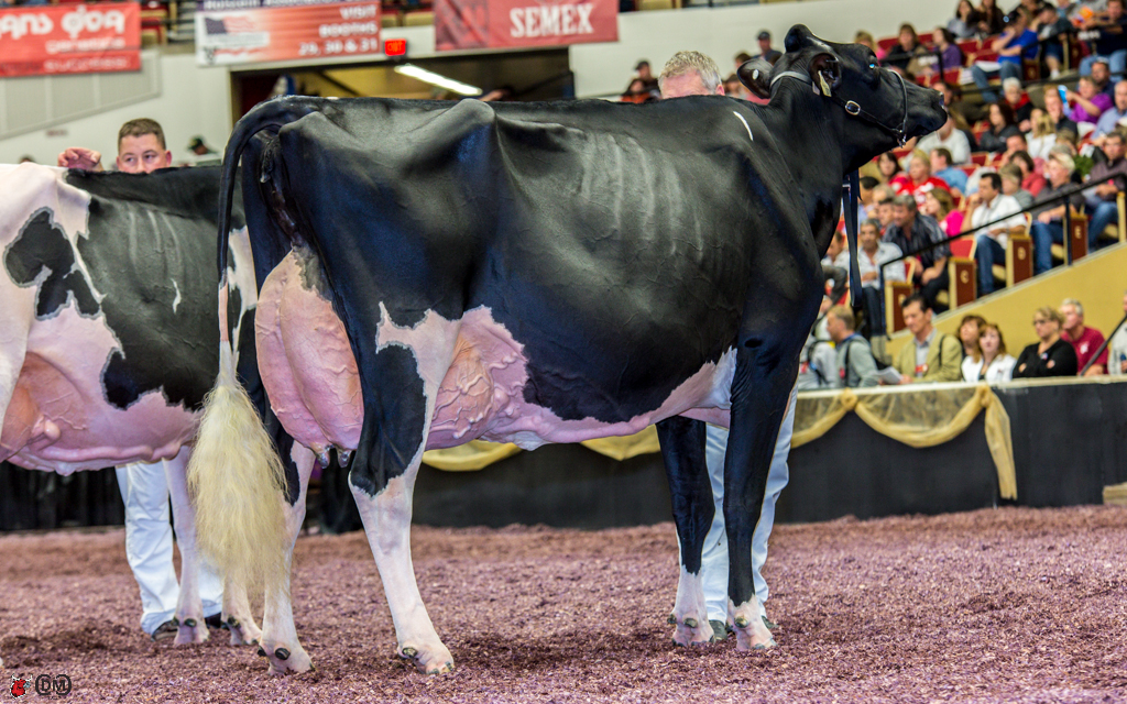 Cookview Goldwyn Monique Reserve Grand Champion World Dairy Expo 2013
