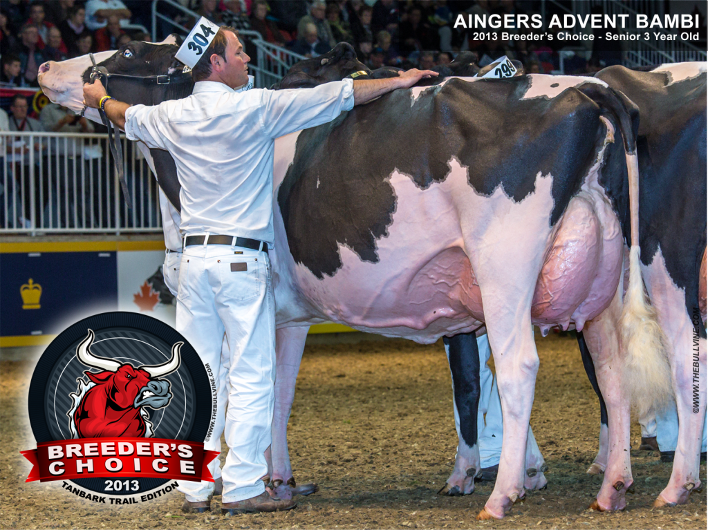 Breeders Choice 2013 - AINGERS ADVENT BAMBIw