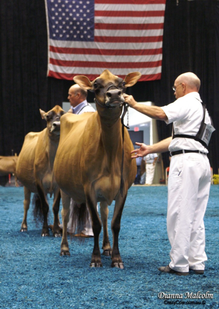 Gene Henderson leading  LLOLYN JUDE GRIFFEN to 1st 4-Year-Old, Senior & Grand Champion of 2005 NORTH AMERICAN INTERNATIONAL LIVESTOCK EXPOSITION Jersey Show