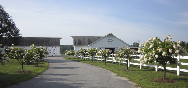 Picturesque show barn facilities at Arethusa Farm Dairy