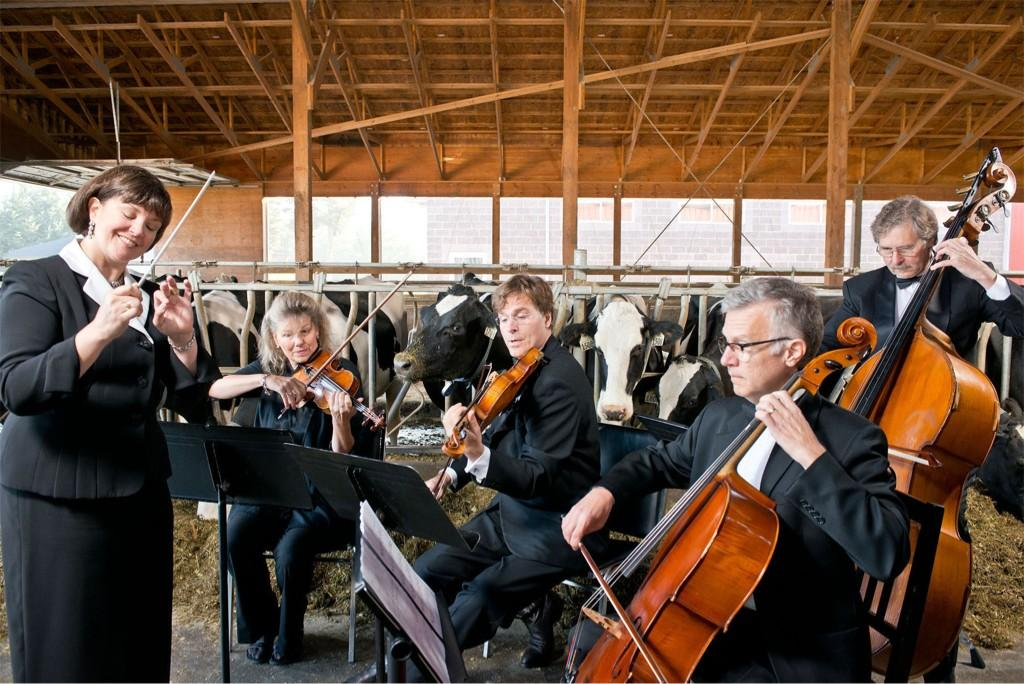 Classical music being played for the cows at Tom's farm for the  website musicmakesmoremilk.com