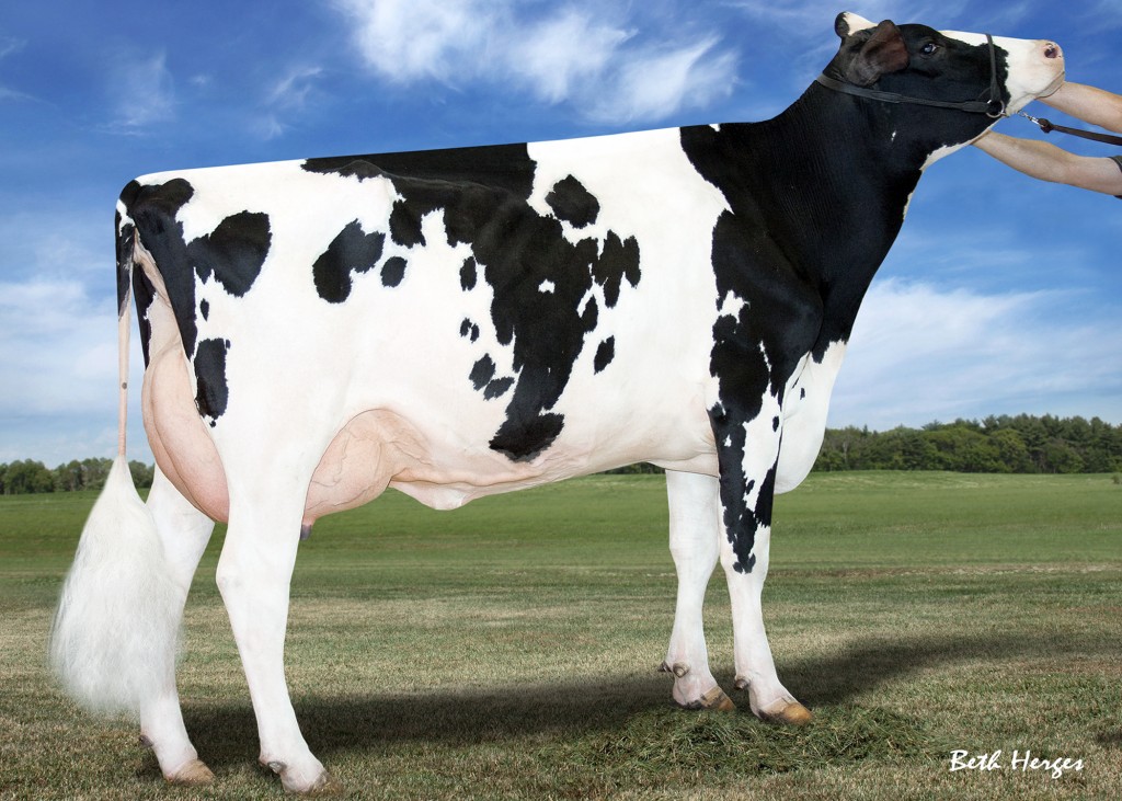 Mapel Wood Baxter Bethany VG-85-2YR-CAN  Maternal sister to Boulder & Brewmaster Bombi Baxter daughter