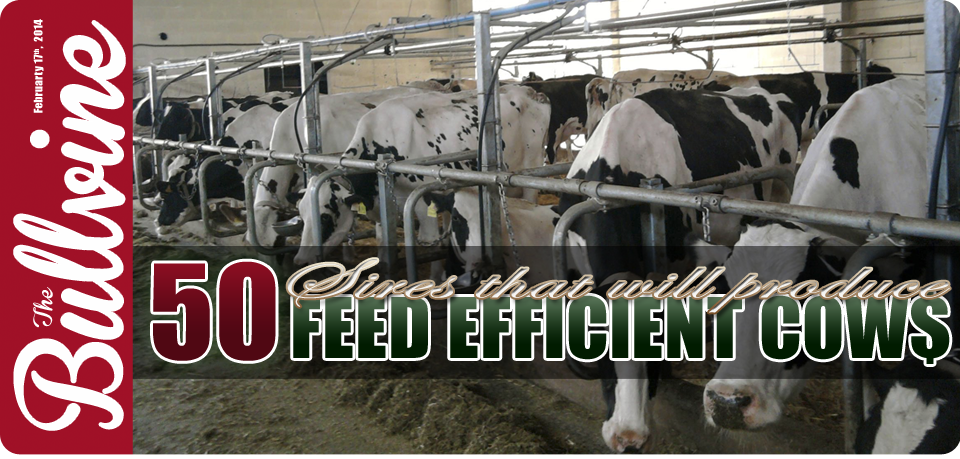 50 Sires that will Produce Feed Efficient Cows :: The Bullvine 