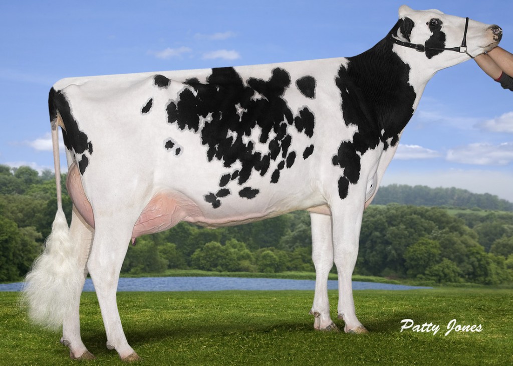 MAPEL WOOD SHOTTLE LILI VG-88-2YR-CAN