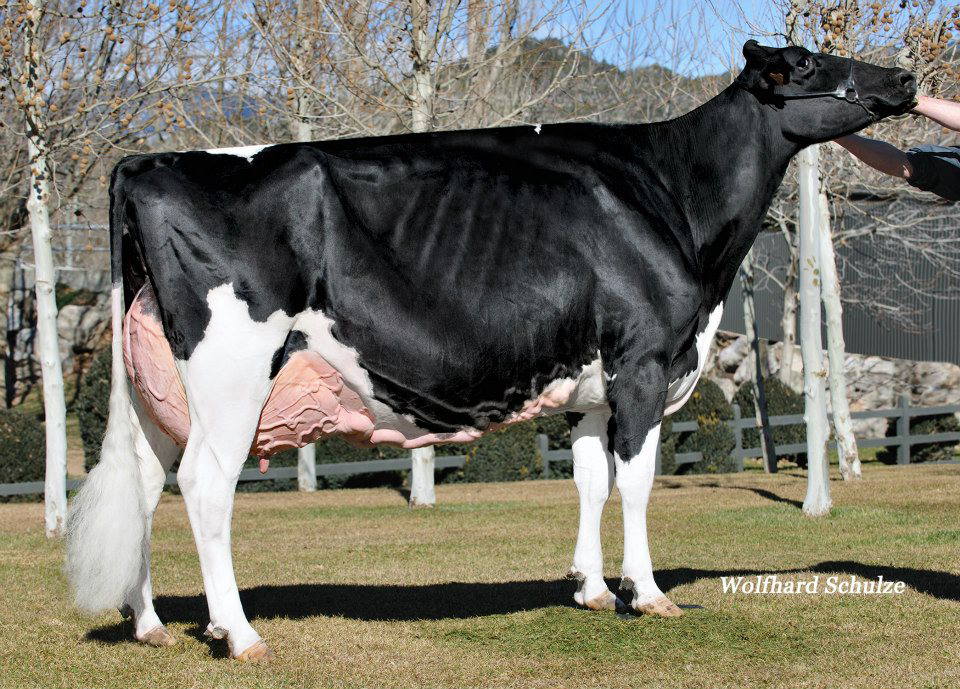 Grand Champion AshlynVray Goldwyn, (Goldwyn), Ponderosa Holsteins, Spain