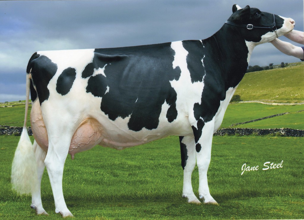 Herd favourite Peak Goldwyn Rhapsody EX95(2E)