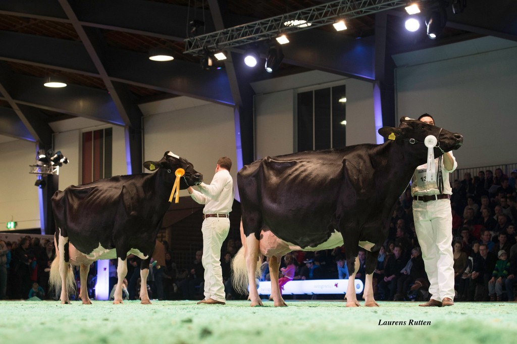 Calanda and Corina are 1st and 3rd in the production cow class at the recent Swiss Expo