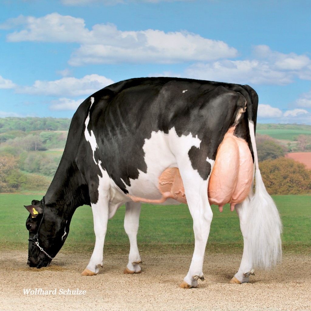 Hellender Champion Calanda EX-95-SW 3E      1st & Hon. Mention Champion Swiss Expo 2010     1st Swiss Expo Lausanne 2013     Supreme Champion Elite Show Brunegg 2010     1st National Expo Bulle 2010     Full sister to Hellender COLIN @ Swiss Genetics     She has a Windbrook son with skyhigh Genomics @ Swiss Genetics     Combined owned by: J. & C. Rey, P. Deru & Hellender Holsteins 