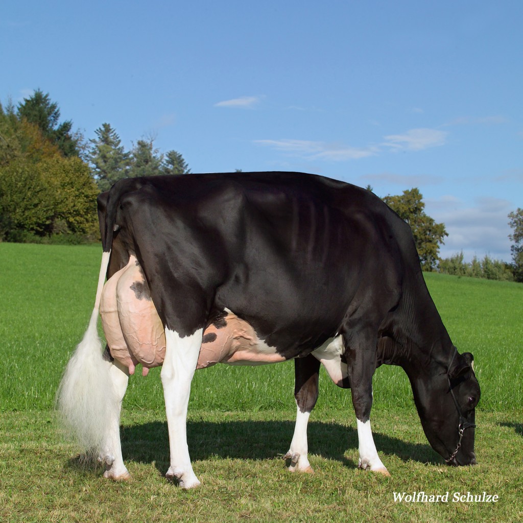 Hellender Champion Cortina EX-94-CH 2E  4th Swiss Expo '09 & 3rd Swiss Expo '10 4th National Expo Bulle '10 2nd & Hon. Mention Champion & Res. Best Udder Brunegg '09 Champion x  Hellender Champion Cortina EX-94-SW 2E 
