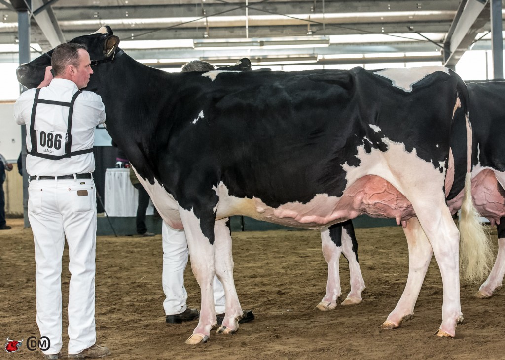 Quality Goldwyn Flinso  1st Place Mature Cow