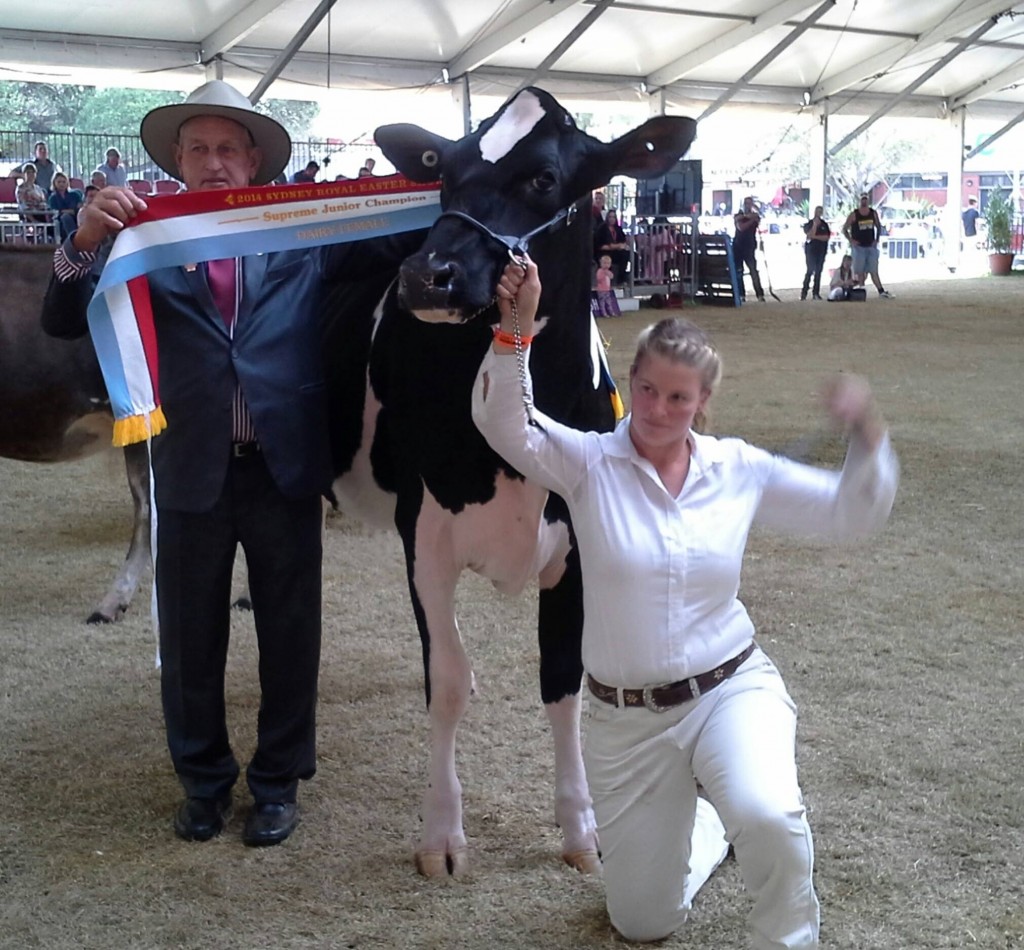 Supreme Junior Champion Dairy Female Murribrook Sid Mistress exhibited by M Sowter, Moss Vale.