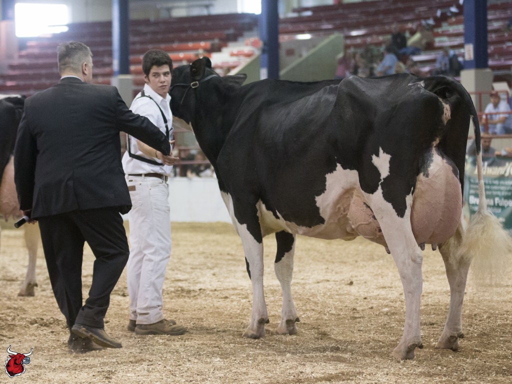 Senior Champion  and Grand Champion of Junior Show - Co-Vale Zenith Darla (Ocean-View Zenith) exhibited by Andrew Reynolds, Corfu, NY