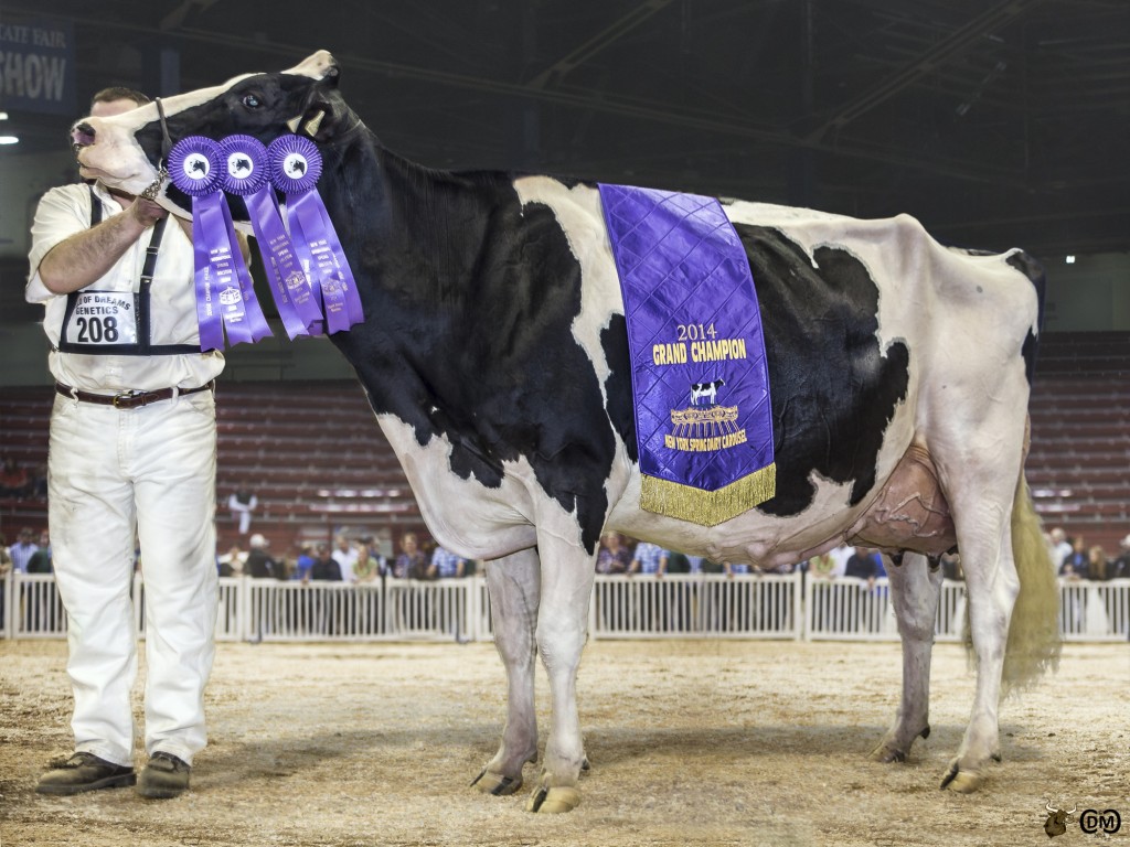 Senior Champion and Grand Champion - Robrook Gldwyn Cameron (Braedale Goldwyn) exhibited by Budjon Farms, Vail, St. Jacobs and Woodmansee, Lomira, WI