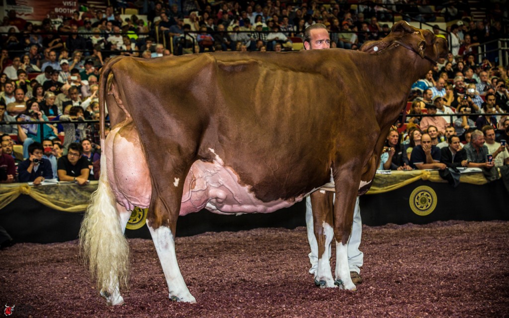 KHW Regiment Apple-Red-ET EX-96 DOM  2013 HI Red Impact Cow of the Year  Res Grand Champion, Grand Int'l R&W Show 2013  Grand Champion, Grand Int'l R&W Show 2011  All-American R&W Aged Cow 2011  HI World Champion R&W Cow 2010 Unanimous All-American Jr 2-Yr-Old 2006 All-American R&W Jr 2-Yr-Old 2006 HHM All-American Jr 3-Yr-Old 2007 Nom All-American R&W 5-Yr-Old 2009