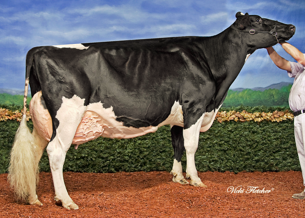 THRULANE JAMES ROSE EX-97-2E-CAN 3* ALL-CANADIAN MATURE COW 2009,2008 ALL-AMERICAN MATURE COW 2009,2008 GRAND ROYAL 2009,2008,2006 Supreme Champion - World Dairy Expo 2008