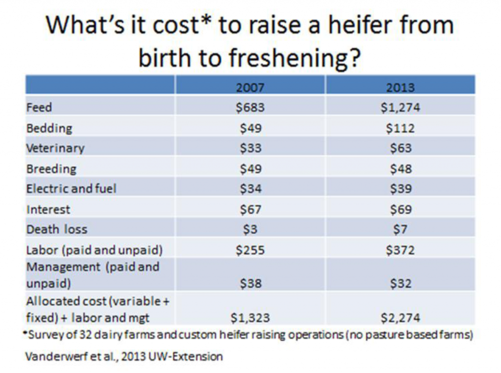 What it cost to raise a heifer from birth to fresheing