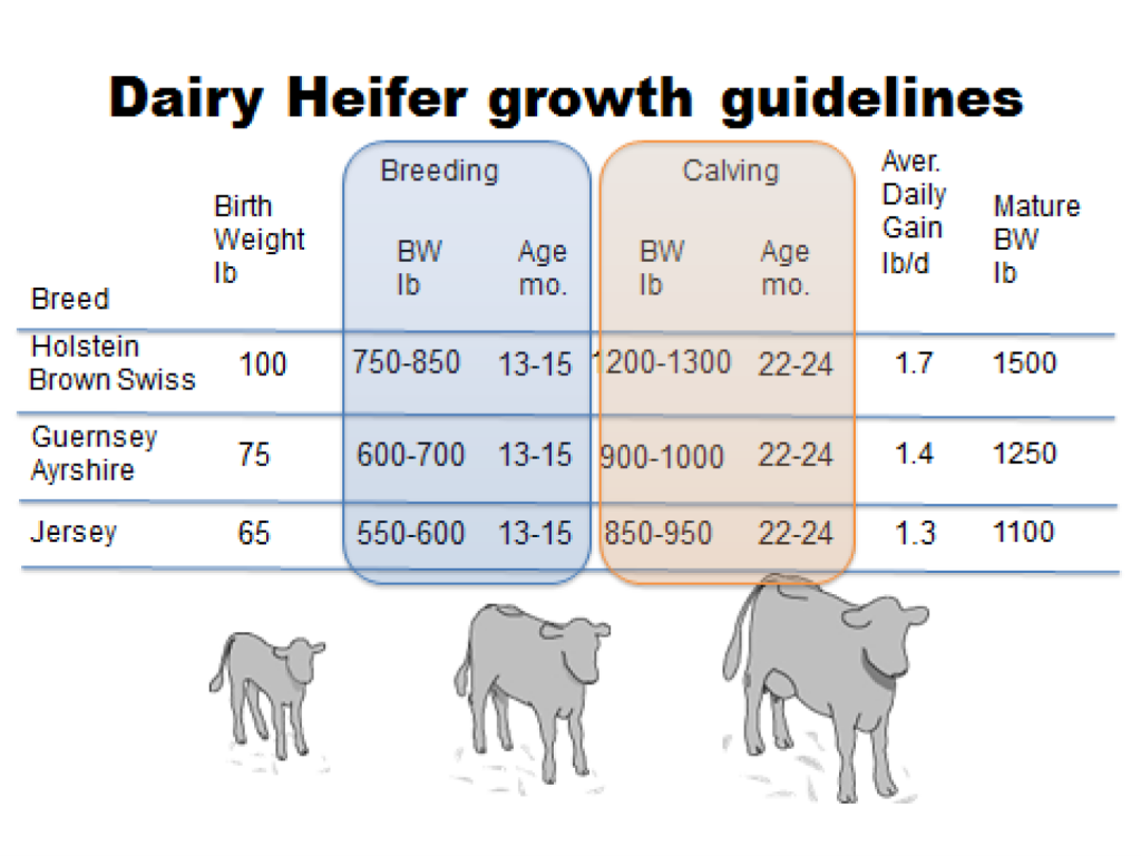 dairy heifer growth guidelines