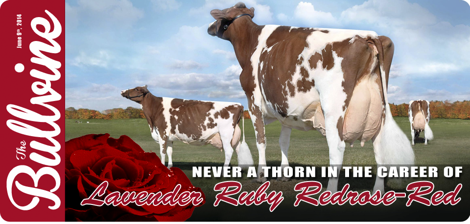 Never a thorn in the career of Lavender Ruby Redrose-Red :: The Bullvine -  The Dairy Information You Want To Know When You Need It