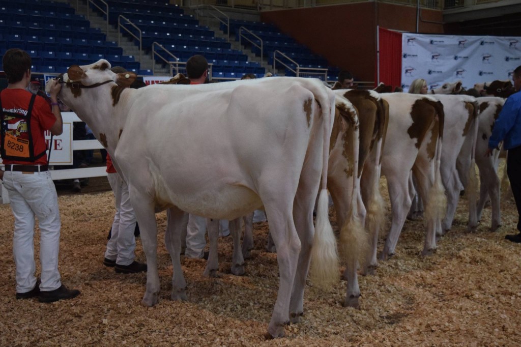 1st Spring Yearling: Schluter Sydney Lee-Red (Rainyridge Barnie-ET) Exhibited by: Cooper Galton, Nunda, NY 2nd Spring Yearling: Jdeep-Valley Adv Annabell-Red (Advent) Exhibited by: Jacob Geiser, Mansfield, PA