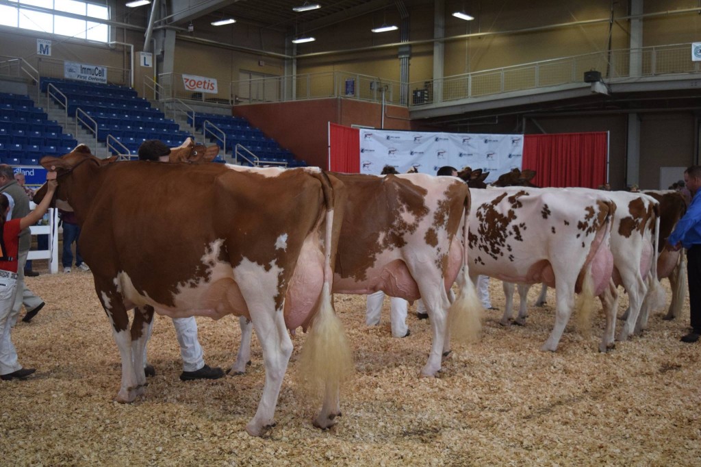 1st Aged Cow: Oakvale Advent Cinnabar-Red (Advent) Exhibited by: Olivia & Lillian Finke, London, OH 2nd Aged Cow, 1st BO: Ridgedale Runway-Red-ET (Advent) Exhibited by: Cyrus Conard, Sharon Springs, NY