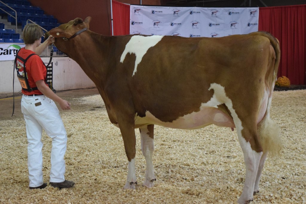 1st Dry Cow: Gloryland-HM Candy-Red (Royce) Exhibited by: Mikayla Bailey, Harrisonburg, VA