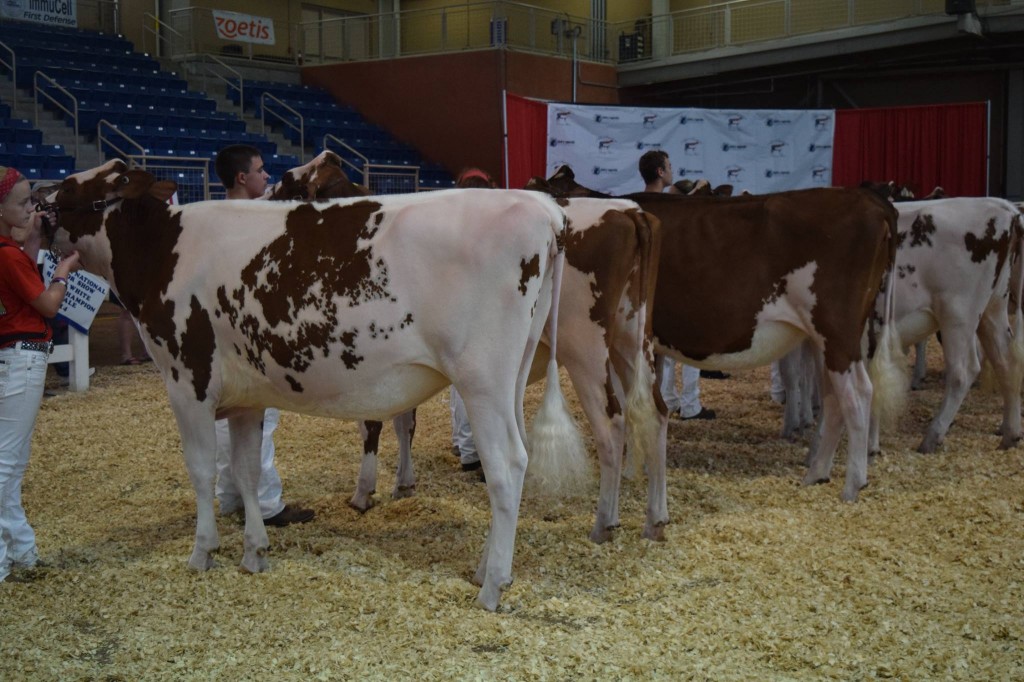 1st Winter Yearling, 1st BO: Glad-Ray-K Allstar-Red (Contender) Exhibited by: Kayla Umbel, Emmitsburg, MD 2nd Winter Yearling: Oakland-View Cherry-Red-ET (Heztry) Exhibited by: Patrick Youse, Ridgely, MD
