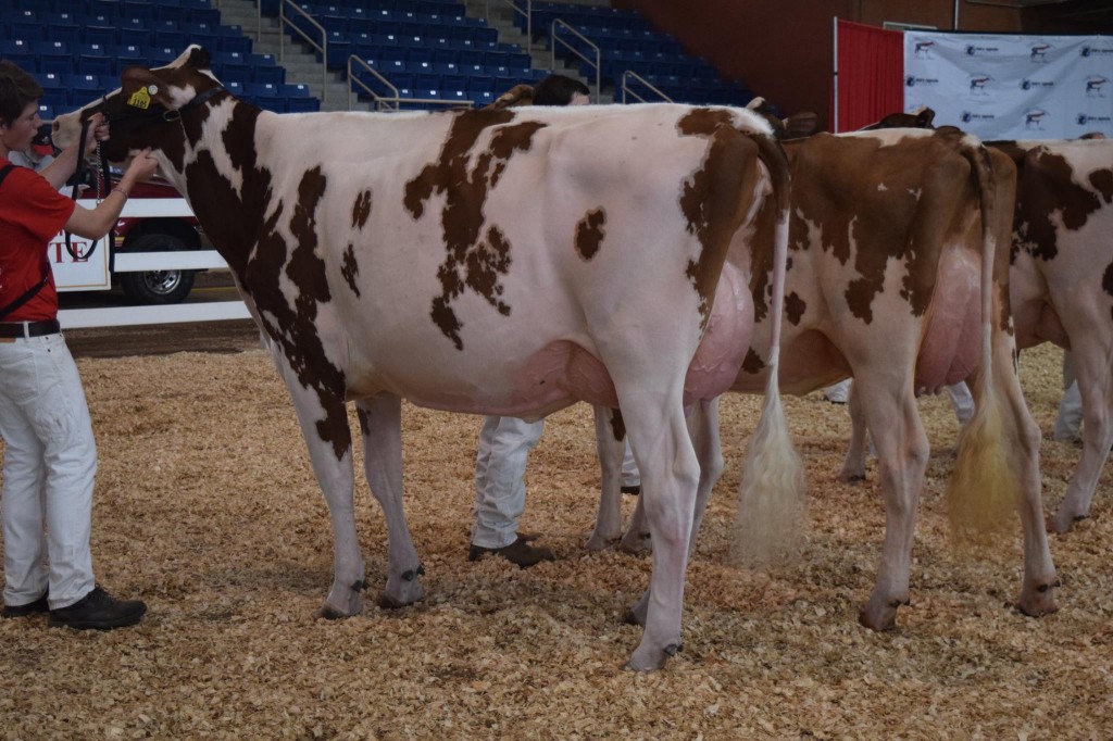 1st Junior-Two-Year-Old: L-Maples Hvezda Calli-Red (Hvezda) Exhibited by: Cooper Galton, Nunda, NY  2nd Junior-Two-Year-Old: Premier-View Nefertiti-Red (Dusk) Exhibited by: Matthew Deome, Montrose, PA