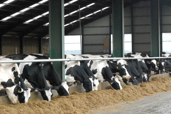 An new housing unit for an additional 330 cows cost approximately £2,500 per cow ($c4300)  (£825,000 in total: $c 1,450,000) 
