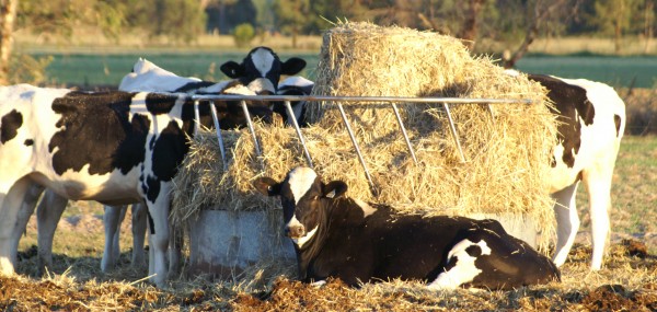 = In summer, much of Australia has no pasture in the wake of tougher water restrictions.