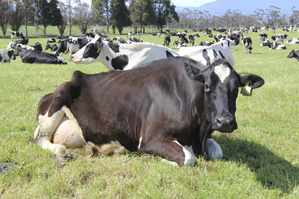 Tasmania is Australia’s most natural milk-making climate; it’s separated from mainland Australia by 240km of sea.