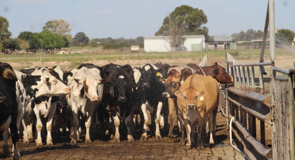 Most herds stand under sprinklers before and after milkings to ease summer temperatures that can reach regularly reach 45 degrees Celsius (113 degrees Fahrenheit). Photo: Sheila Sundborg. 