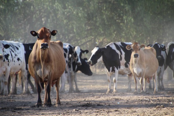 Most Australian dairy herds are challenged by extreme heat at some point of the season. Photo: Sheila Sundborg.