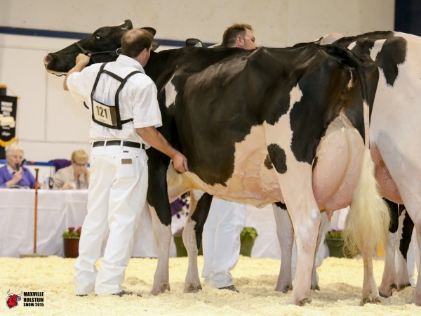Mystique Goldwyn Moreale 1st place 5 year old