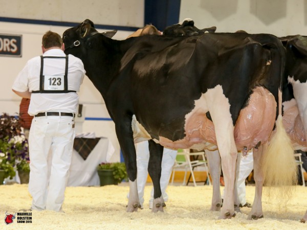Cobequid Goldwyn Leno 1st place Mature Cow