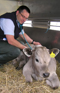 vet-with-cow[1]