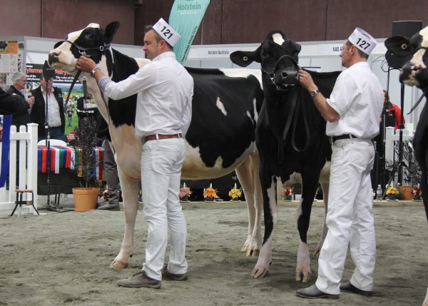 Bluechip Windbrook Noni beats teammate and the 2015 IDW Junior Champion Bluechip Goldchip Bonnie (co-owned with Fairvale Holsteins). 