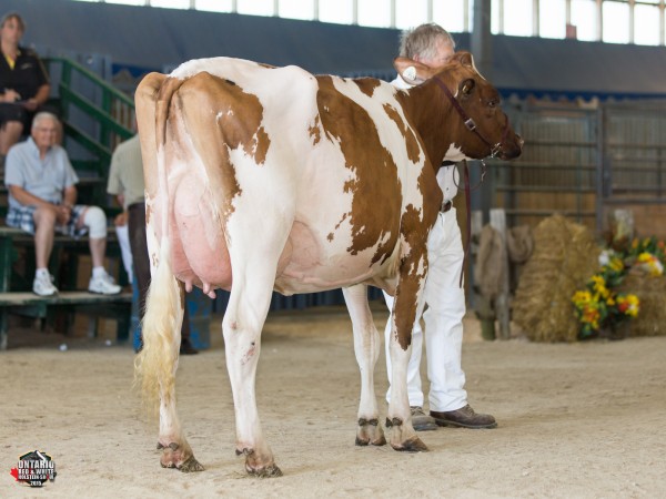 Valleyriver Sungod Char Red 1st place Junior 2 Year Old Valleyriver Farms 