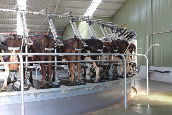 The new Centrus dairy platform is 80% lighter and five times stronger than concrete. Photo supplied.