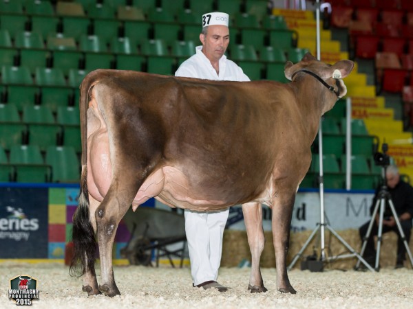 Lencrest Tequila Glory 1st Junior 2 Year Old Ferme Pres Verts Inc. 