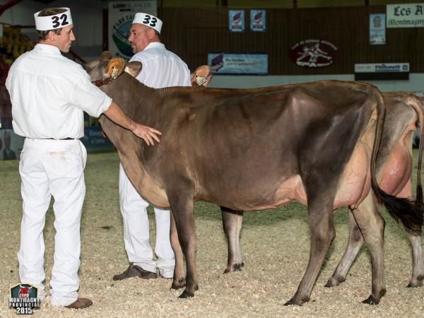 Bridon J Expense 1st Senior Yearling in Milk Les Elevages Caberoy 
