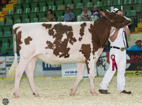 Stunning-I Ladd Diamond Red 1st place Intermediate yearlings Denistier